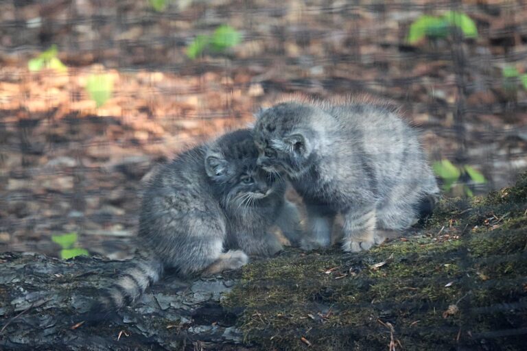 mały manul fot. Magdalena Paprocka