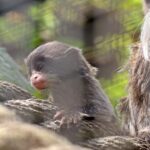 mała tamaryna cesarska fot. Paweł Ciesielski zoo gdańsk