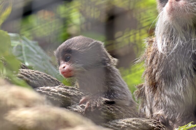 mała tamaryna cesarska fot. Paweł Ciesielski zoo gdańsk