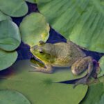 frog-8890832_1280