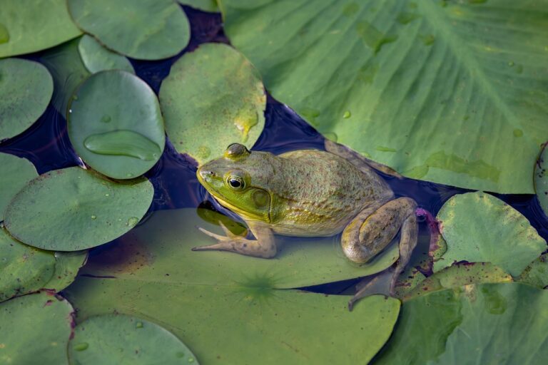 frog-8890832_1280