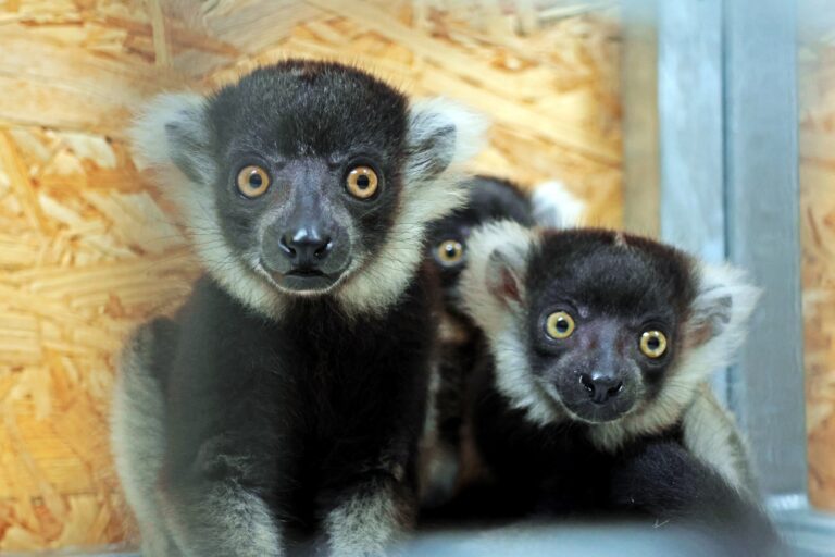 lemury fot. Anna Olszewska Zoo Gda_sk