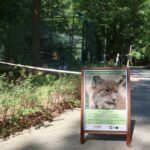 dla rysi powstanie nowy wybieg fot. Paweł Ciesielski Zoo Gdańsk