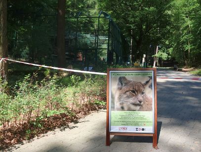 dla rysi powstanie nowy wybieg fot. Paweł Ciesielski Zoo Gdańsk