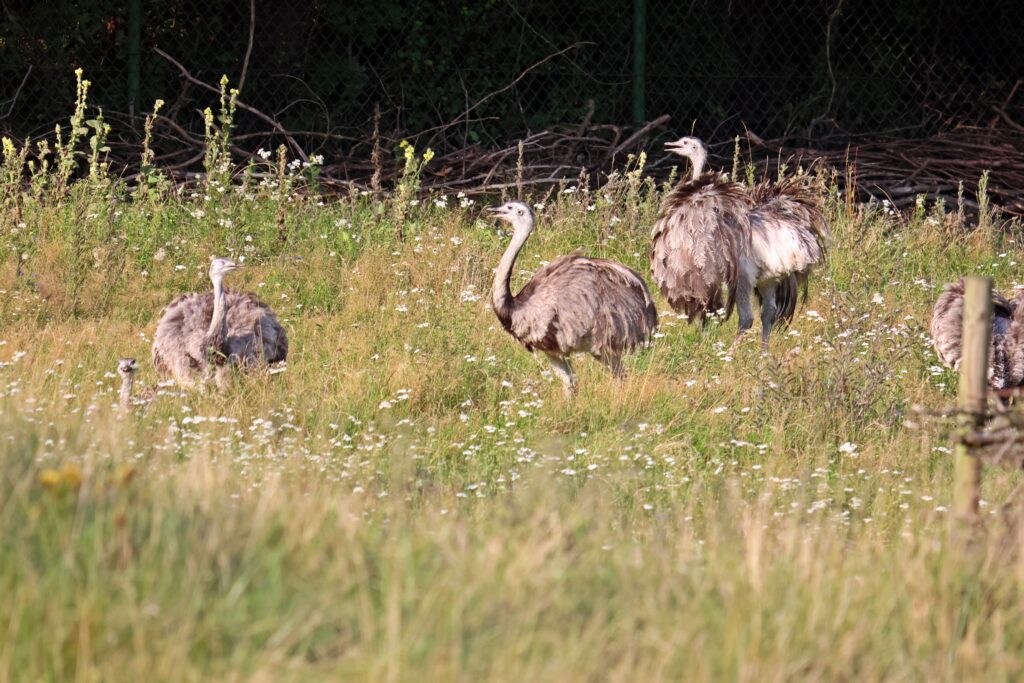 doros_e-nandu-szare-fot.-Pawe_-Ciesielski-Zoo-Gda_sk-1024x683.jpg